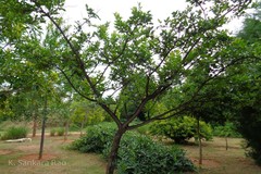 Terminalia pallida